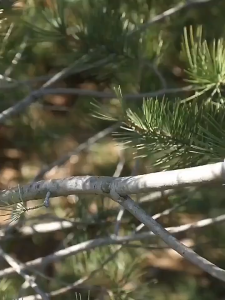 COD Kirim Cepat KNIFEZER Gunting Taman Dahan Ranting Stek Bonsai Super Tajam Shear Scissors 20mm 1025