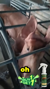 BARAKO Boar Odorant 100 ML per Bottle for Gilts and Sows Heat Signal Spray / Natural na amoy para sa mga inahing baboy 100Ml per bottle Natural pheromone