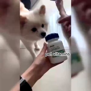 Pet Dog Supplement: A Comprehensive Guide to Multivitamins, Probiotics & More