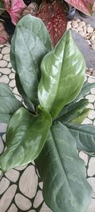 เงินเต็มบ้านไม้มงคลกระถาง8"ราคาถูก฿87