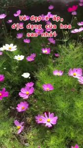 Hạt giống hoa nhái màu trắng- gói 100 hạt-gieo trồng quanh năm