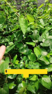 Gelang Rudraksha Jenitri Manik Besar & Sedang