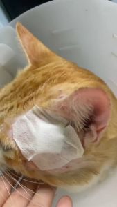 *มี2ขนาด*🔥สเปรย์ที่สัตวแพทย์แนะนำ WoofMate เป็นสเปรย์ฆ่าเชื้อบนผิวหนังสัตว์เลี้ยง ใช้กับสัตว์เลี้ยงลูกด้วยนม🐈