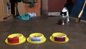 (Paket 10pcs) Santap Cat Food Salmon Kemasan Repack 1kg | Makanan Kucing Kering Dewasa