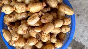 CỦ SEN KHÔ THƯỢNG HẠNG VIAGRI-TÁC DỤNG HỖ TRỢ ĐIỀU TRỊ MẤT NGỦĐIỀU CHỈNH HUYẾT ÁP- TỐT CHO TIM MẠCH