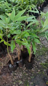 ผักกุ่ม แบบปักชำ แพ๊ค3ต้น129บาท พร้อมปลูก