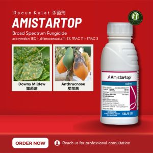 🥬 AMISTARTOP | RACUN KULAT | Syngenta | Racun penyakit pokok | Racun Karak Daun | KULAPUK/ ANTRAKNOS Kulat Padi - Lazada