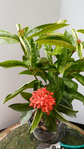 ต้นเข็มดอกใหญ่ สีแดง ส่งพร้อมกระถาง 6นิ้ว เข็มแดง ต้นเข็มแดง ต้นเข็ม