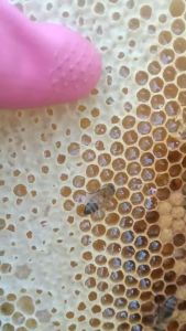 Mật Ong Nguyên Chất ĐĂK LĂK -  Mật Ong Hoa Cà Phê