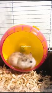 KINCIR ROLLING HAMSTER RODA PUTAR Mainan Olahraga Jogging Wheel Lari Bola Roda Putar Hamster Sweet NO 1