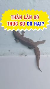 Chai Xịt Xua Đuổi Thằn Lằn Thạch Sùng Vim Nano 500ml Mùi Hương Dễ Chịu Xuất Xứ Thảo Mộc - Xua Đuổi Muỗi Gián Thạch Sùng