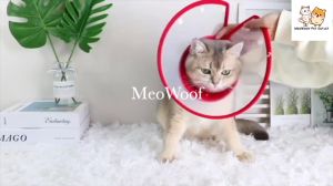 MEOWOOF Kolar Kon Kucing E Collar Cat Collar Cone Cat Cone Collar E Collar Dog Collar Cone Cat Elizabeth Collar