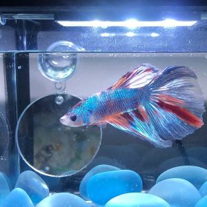 Acrylic sáng tạo Betta đào tạo gương hồ cá Sucker gương nổi trêu chọc dụng cụ câu cá bể cá Phụ Kiện