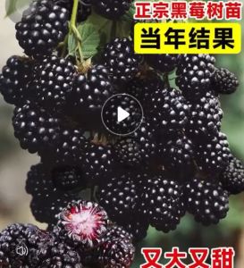 Biji Benih Raspberi Hitam(50 Seeds)/黑树莓种子/Black Raspberry Seeds