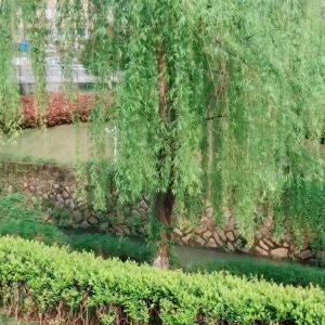 Kipas Tangan Model Lipat Bahan Bambu Desain Bunga Gaya Vintagecina