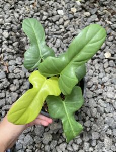 Philodendron Bifennipolium / Philo Violin