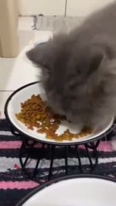 Nordic Ceramic Elevated Pet Bowl 5.9inch Dia Dogs Cats Feeding Bowl Feeder Comfotable