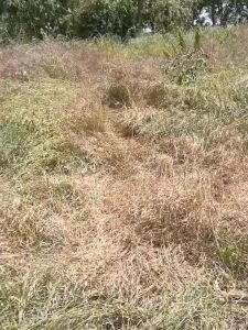 Hexazione Chemical: A Fast Acting Herbicide for Effective Tree Removal