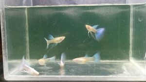 (孔雀鱼) 天空蓝缎带 1对 1 缎带公 1 缎带母 (Guppy) Sky Blue Ribbon 1 pair 1 Ribbon Male 1 Ribbon Female