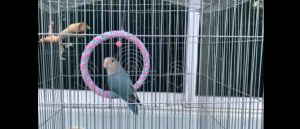 ของเล่นนก ชิงช้านกวงกลม ห่วงพันเชือกสีพาสเทล คอนห่วงกลมพันเชือก