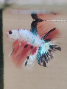 Double Tail Haftmoon Betta Fish B16 - Multicolour Fancy