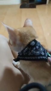 Aksesoris Kucing Desain Kucing: Kalung & Scarf Kucing Anjing