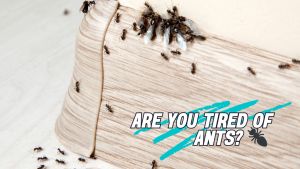 Pest Gone Anti Ant Langgam Non-Toxic Odorless Insecticide 1 Liter Sprayer Bottle