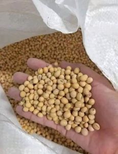 BENIH KEDELAI GROBOGAN SUPER UNGGUL 1 KG