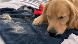 BOUNCE Pet Hair และ Lint Guard Mega แผ่นอบผ้า หอม ป้องกันไม่ให้ขนติดผ้า กำจัดกลิ่น ลดการเกาะติดของไฟฟ้าสถิต