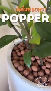 เม็ดดินเผา มวลเบา Popper ป๊อปเปอร์ หินป๊อปเปอร์ (Popper) popper S, M, L, XL, XXL, 2XL หินโรยหน้า