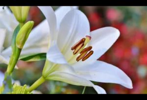 Bunga Lily Segar: Panduan Lengkap