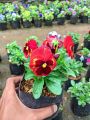 Tanaman Hias Bunga Viola & Pansy Edible Flower Varian Warna. 