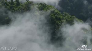 Dầu gội Weilaiya Luxury Zingiber Detox gừng 420ml x 200ml Lvy Shop hỗ trợ mọc tóc bồng bềnh chắc khỏe