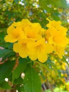 ดอกทองอุไรออแกนิคบรรจุซองชา20ซอง