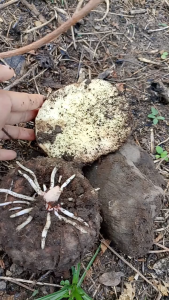 Murah 1kg Umbi Suweg Segar / Talas Suweg / Umbi Iles Fresh Alami