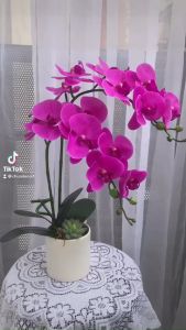Hoa giả chậu lan để bàn kệ tủ  2 nhánh kèm sen đá cao 48cm trang trí nhà cửa văn phòng cửa hàng lớp học