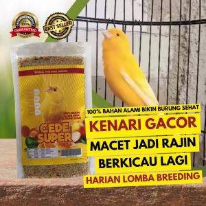 MAKANAN BURUNG PLECI HARIAN DAN LOMBA CEDE SUPER
