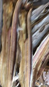 1kg Khô Cá Hố Xẻ Bỏ Đầu Nướng Thơm Nướng Chiên Giòn Rụm Nhậu Bá Cháy- VỰA KHÔ MINH TRIẾT