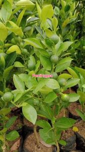 Bibit Jeruk Santang Madu Kondisi Berbuah Manis