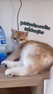 มิวเร่ น้ำดื่มสำหรับแมว - กระตุ้นปัสสาวะ ลดการเกิด โรคนิ่ว, โรคไต ขนาด 500 ML 6 ขวด