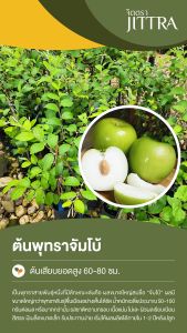 จิตตรา ต้นพันธุ์พุทราซุปเปอร์จัมโบ้ เสียบยอดสูง 60-80 ซม. ปลูกปีเดียวติดลูก พร้อมส่ง เครมฟรี ต้นพันธุ์ผลไม้ ต้นเตี้ย ผลดก