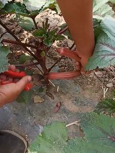 Red Okra Seeds (50seeds) - Vegetable Seeds