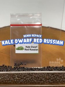 Benih Kale Dwarf Red Russian Unggulan & Kualitas