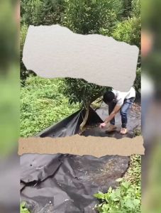 เบราว์เซอร์แอลกอุดิเชิงเกรด ผ้าคลุมดิน พลาสติกคลุมหญ้า ผ้าคุมวัชพืช (สำหรับการผ่าตัด) ขนาด 1x5 1×10 1×50 1×100 1.5×50 2×5 2×10 3×10 3×50 ม พลาสติกคลุมวัชพืช ผ้าใบคุมหญ้า วิทยาศาสตร์ทำลายวัชพืช 3-5 ปี