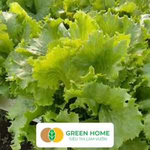 Hạt Giống Xà Lách MINETTO GreenHome Gói 2gr~1100 hạt Dễ Trồng Quanh Năm Năng Suất Cao R19