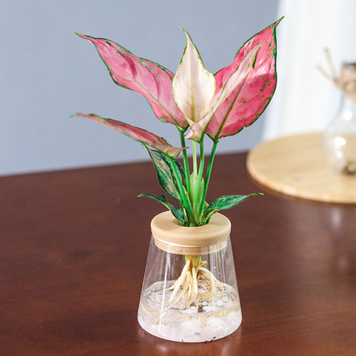 Chậu Hoa Thủy Canh Trong Suốt Chậu Hoa Nhựa Resin Trồng Cây Nhỏ Không ...