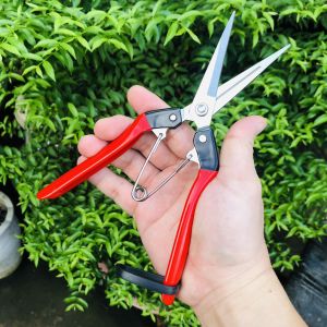Kéo tỉa cành bonsai tỉa cành cây cảnh Nhật