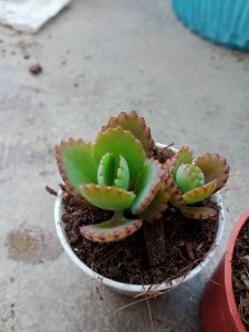 ต้นเศรษฐีพันล้านอายุ180วัน++ ( พร้อมกระถางขนาด 2นิ้ว) /เศรษฐีหมื่นล้านอายุ/180วัน++และ365วัน++สมบูรณ์ออกดอก(พร้อมกระถาง3.5นิ้ว) พืชตระกูล คาลันโช