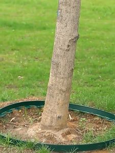 6 ปริมาณ ขอบกั้นดิน 10 เมตร วัสดุ PE สูง5/10ซม ที่แบ่งดิน ที่กั้นดินไหล อูปกรณ์แต่งสวน จัดสวน ขอบกั้นดินสวน ที่กั้นดิน ที่กั้นดินไหล กั้นหญ้าและหิน ที่แบ Garden Fence ราคาที่สุด รายวัน สำหรับคนที่ค้นหาผลิตภัณฑ์ที่มีคุณภาพและคงที่