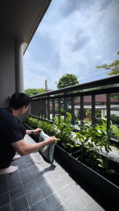 paket 100 pcs lee kwan yew panjang 50 cm siap tanam menjuntai li kuan yu / lee kwan you (veronia elliptica)